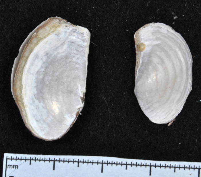 Pandora glacialis Pandora glacialis