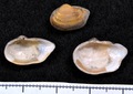 Mollusca (molluscs)