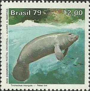 Trichechus inunguis Trichechus inunguis