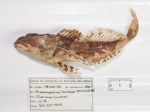 Myoxocephalus aenaeus - collection, author: Fisheries and Oceans Canada, Claude Nozres