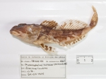 Myoxocephalus aenaeus - collection