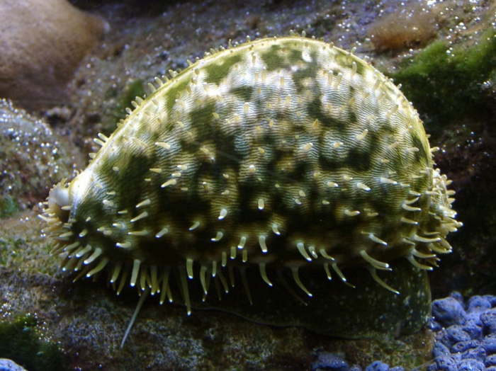 Live tiger cowrie from Hawaii