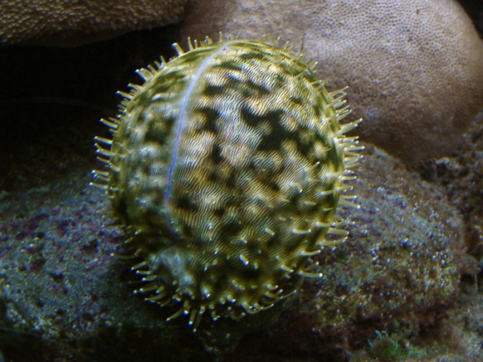 Live tiger cowrie from Hawaii