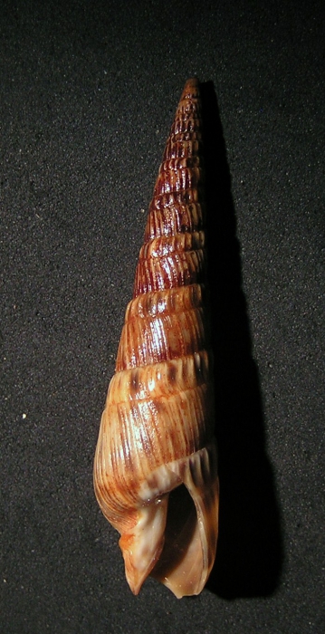 Acus senegalensis