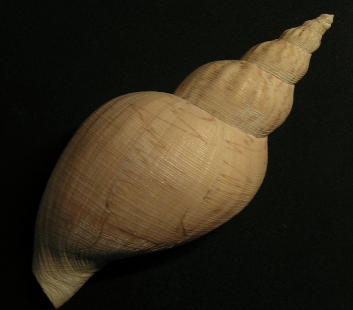 Adelomelon riosi