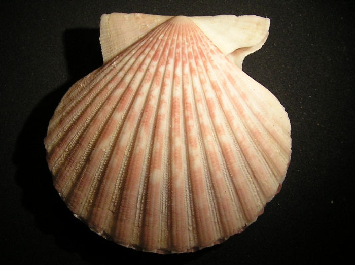 Aequipecten tehuelchus Aequipecten tehuelchus