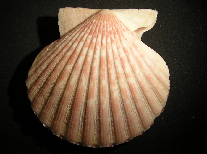 Aequipecten tehuelchus