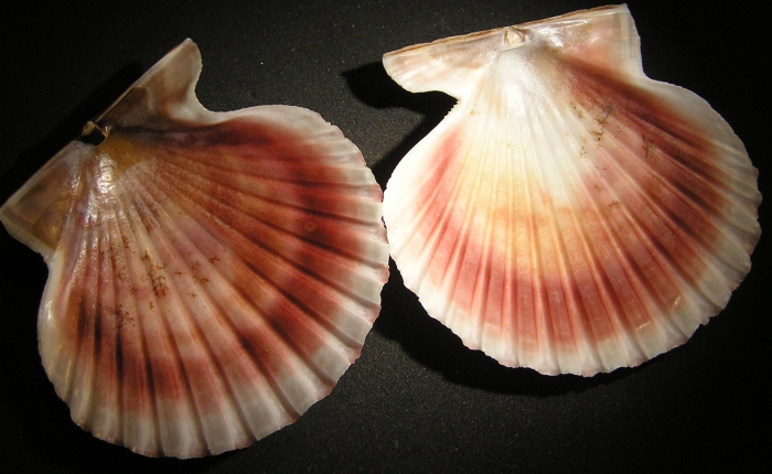 Aequipecten tehuelchus Aequipecten tehuelchus