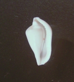 Dentiovula rutherfordiana