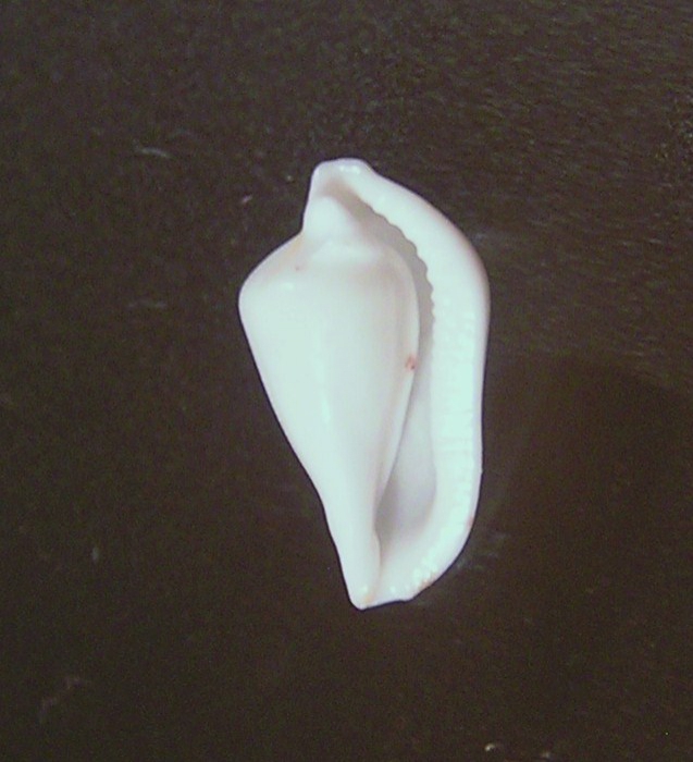 Dentiovula rutherfordiana
