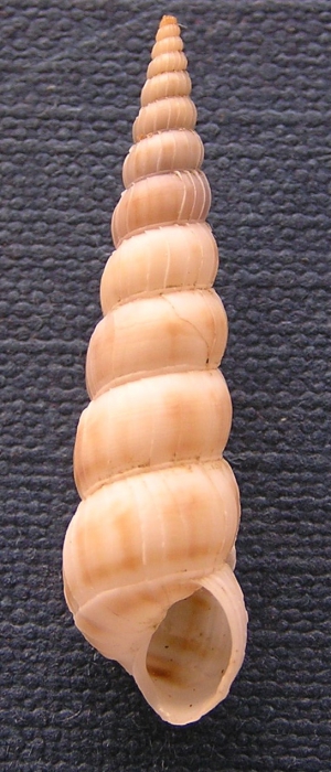 Amaea nebulodermata Amaea nebulodermata