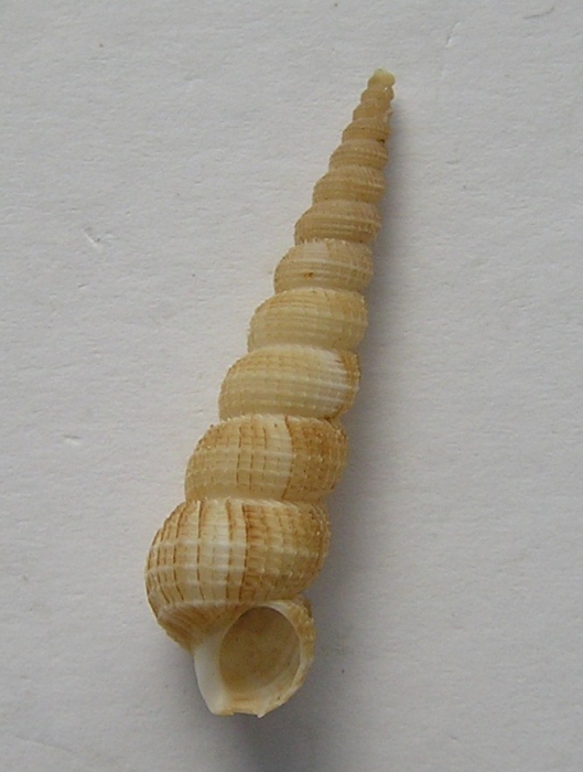Amaea splendida Amaea splendida