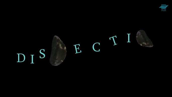 VIDEO: Dissection mussel (Dutch)