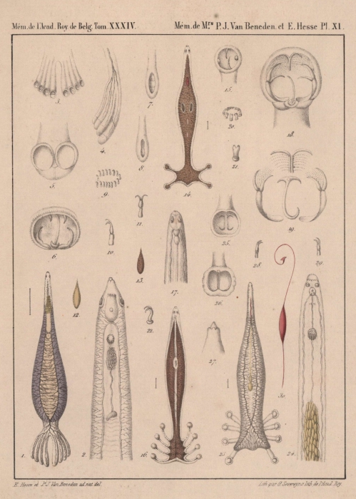 Van Beneden & Hesse (1864, pl. 11) Van Beneden & Hesse (1864, pl. 11)