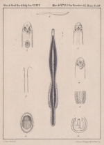 Van Beneden & Hesse (1864, pl. 15)