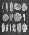 Foraminifera - Plate 1 - Astrorhizidae, Saccamminidae, Hormosinidae