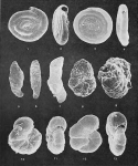 Foraminifera - Plate 2 - Ammodiscidae, Lituolidae