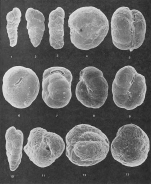 Foraminifera - Plate 3 - Lituolidae, Textulariidae, Ataxophragmiidae