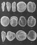 Foraminifera - Plate 3 - Lituolidae, Textulariidae, Ataxophragmiidae, author: Cole, F. and C. Ferguson