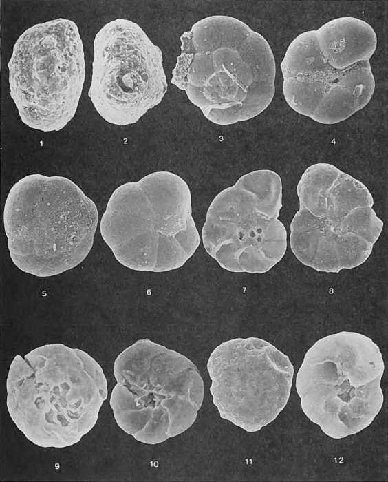 Foraminifera - Plate 4 - Rzehakinidae, Textulariidae