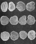Foraminifera