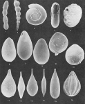 Foraminifera - Plate 5 - Fischerinidae, Nodosariidae, Glandulinidae