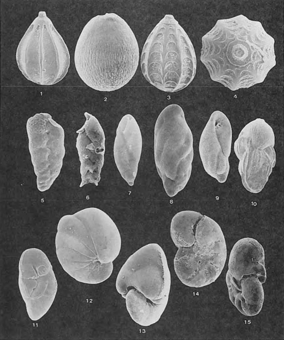 Foraminifera - Plate 6 - Glandulinidae, Turrilinidae, Bolivinitidae, Uvigerinidae, Nonionidae, Robertinidae, Caucasinidae