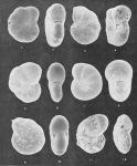 Foraminifera - Plate 7 - Elphidiidae