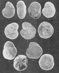 Foraminifera - Plate 8 - Elphidiidae, Discorbidae, Glabratellidae, Cibicidae