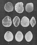 Foraminifera - Plate 9 - Rotaliidae, Islandiellidae, Miliolidae