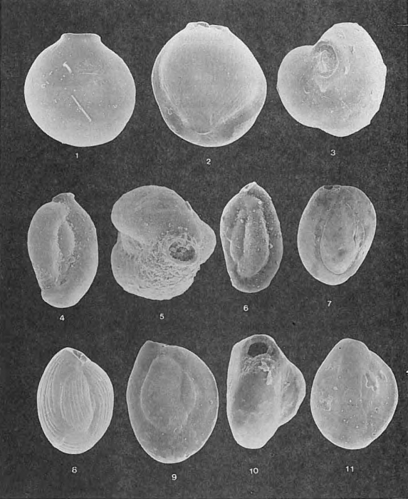 Foraminifera - Plate 10 - Miliolidae
