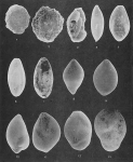 Foraminifera - Plate 12 - Miliolidae, Nodosariidae, Glandulinidae, Polymorphinidae, Buliminidae, Rzehakinidae