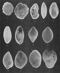 Foraminifera