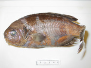 Hyperoglyphe perciformis - barrelfish