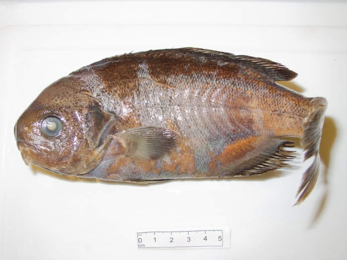 Hyperoglyphe perciformis - barrelfish Hyperoglyphe perciformis - barrelfish