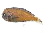 Caristius groenlandicus - Greenland manefish