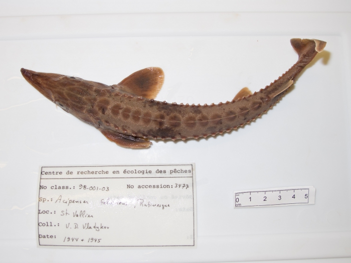 Acipenser fulvescens - lake sturgeon (dorsal) Acipenser fulvescens - lake sturgeon (dorsal)