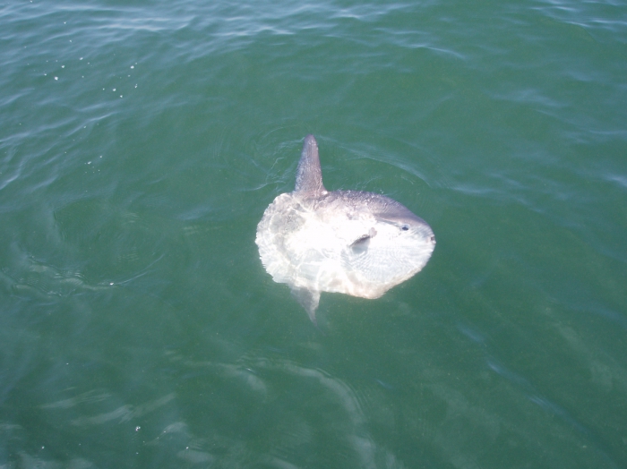 Maanvis - Mola mola Maanvis - Mola mola