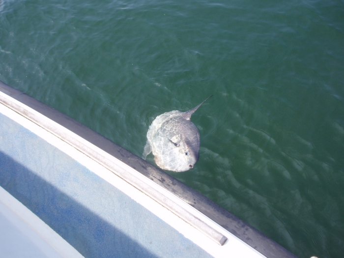Maanvis - Mola mola Maanvis - Mola mola