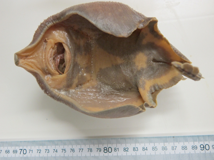 Amblyraja hyperborea - ventral