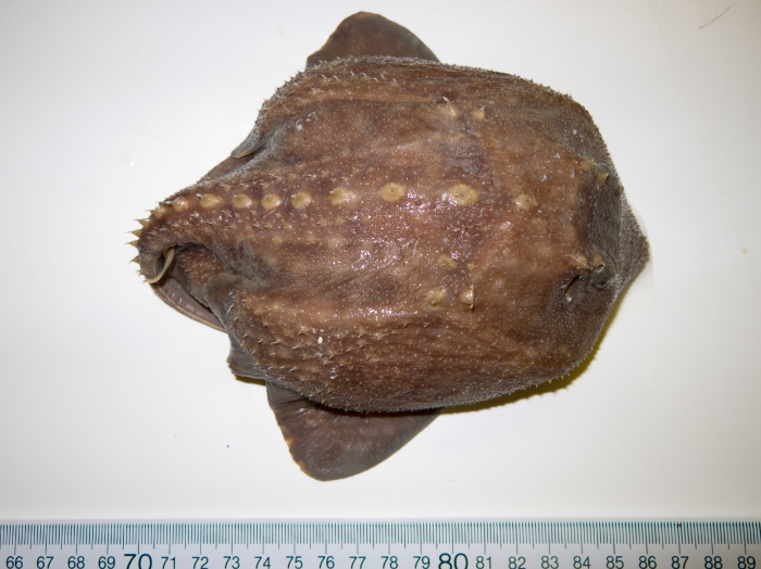 Amblyraja hyperborea - dorsal Amblyraja hyperborea - dorsal