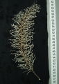 Anthozoa