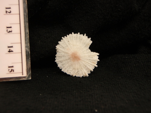 Fungiacyathus cf. marenzelleri