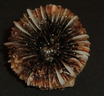 Scleractinia