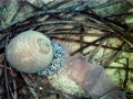 Mollusca (molluscs)