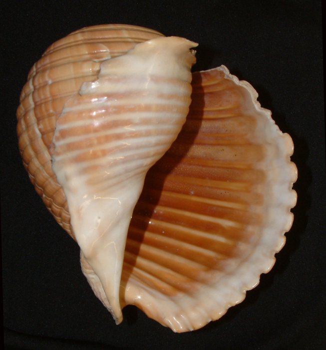 Holotype LMD LOB 105261A Holotype LMD LOB 105261A