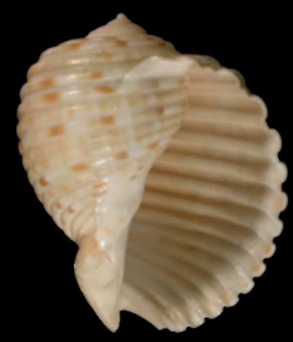 Syntype NHM UK Syntype NHM UK