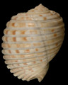 Mollusca (molluscs)