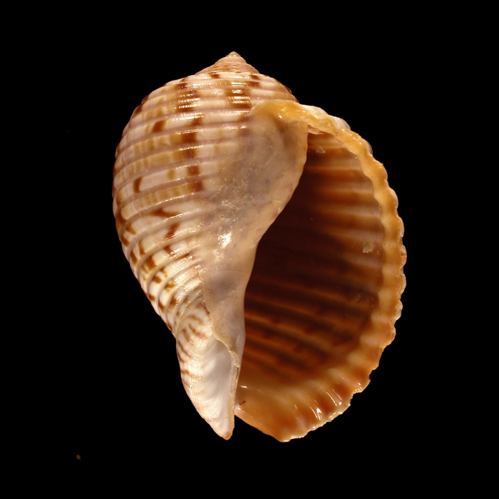 Paratype 4 Paratype 4