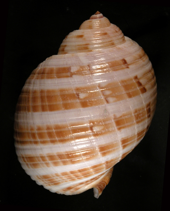 Holotype MNHN 4260